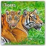 Kalender Tigers  Tiger 2027  16-Monatskalender von Browntrout Publishers
