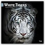 Kalender White Tigers  Weiße Tiger 2027  16-Monatskalender von Browntrout Publishers