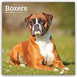 Kalender Boxers  Boxer 2027  16-Monatskalender von Browntrout Publishers