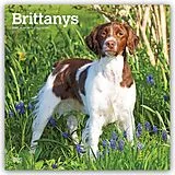 Kalender Brittanys  Bretonischer Vorstehhund 2027  16-Monatskalender von Browntrout Publishers