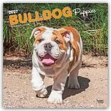 Kalender Bulldog Puppies  Bulldogge Welpen 2027  16-Monatskalender von Browntrout Publishers