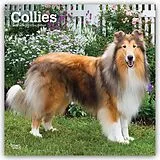 Kalender Collies  Langhaarcollie 2027  16-Monatskalender von Browntrout Publishers
