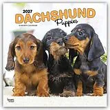 Kalender Dachshund Puppies  Dackel Welpen 2027  16-Monatskalender von Browntrout Publishers