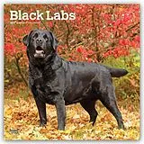 Kalender Black Labrador Retriever  Schwarze Labrador Retriever 2027  16-Monatskalender von Browntrout Publishers