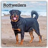 Kalender Rottweilers  Rottweiler 2027  16-Monatskalender von Browntrout Publishers