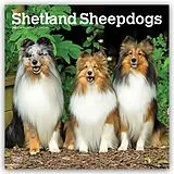 Kalender Shetland Sheepdogs  Shetland Sheepdog  Sheltie 2027  16-Monatskalender von Browntrout Publishers
