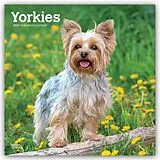 Kalender Yorkshire Terriers - Yorkshire Terrier - Yorkies 2027 - 16-Monatskalender von Browntrout Publishers