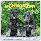 Kalender Schnauzer Puppies  Schnauzer Welpen 2027  16-Monatskalender von Browntrout Publishers