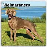 Kalender Weimaraners  Weimaraner 2027  16-Monatskalender von Browntrout Publishers