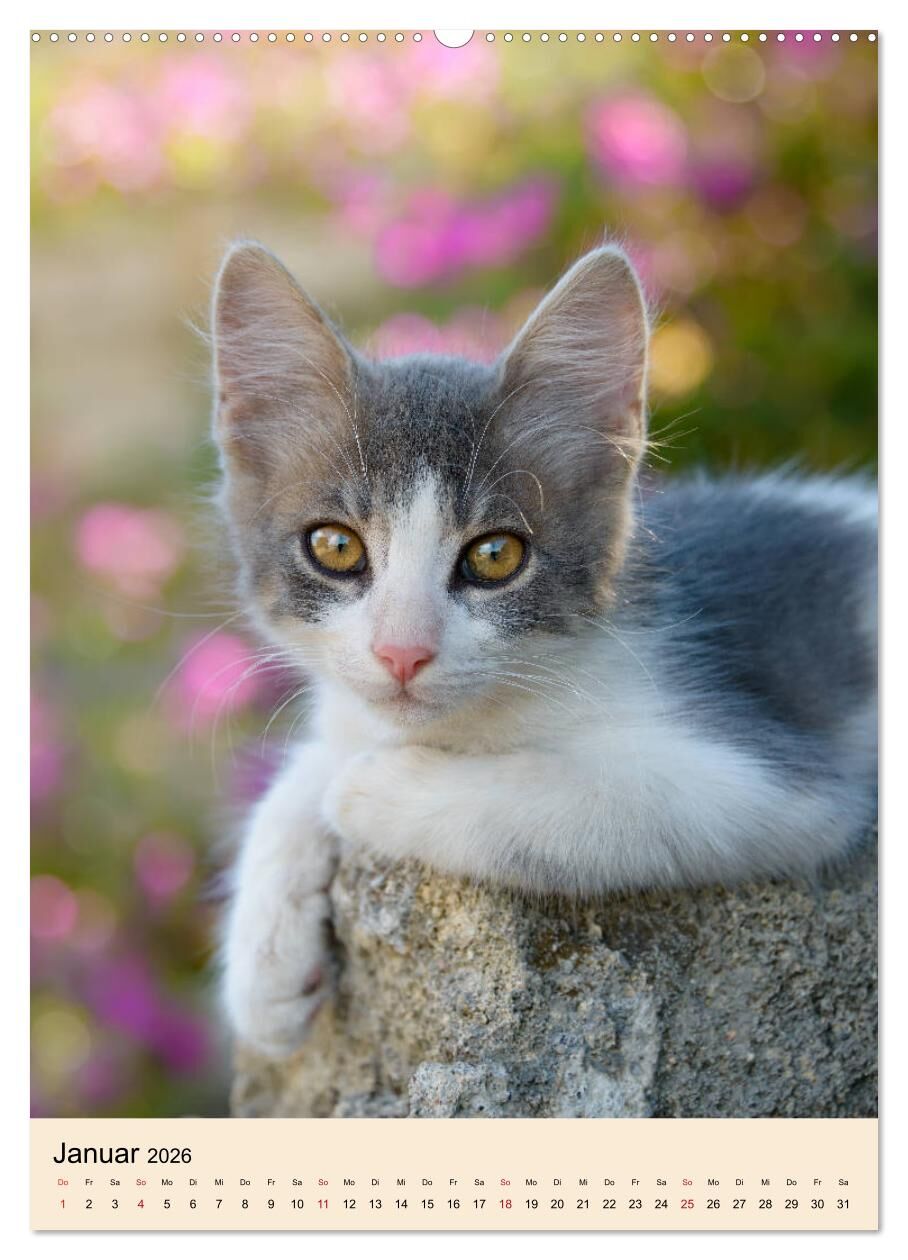 Katzenkalender 2017 Wandkalender