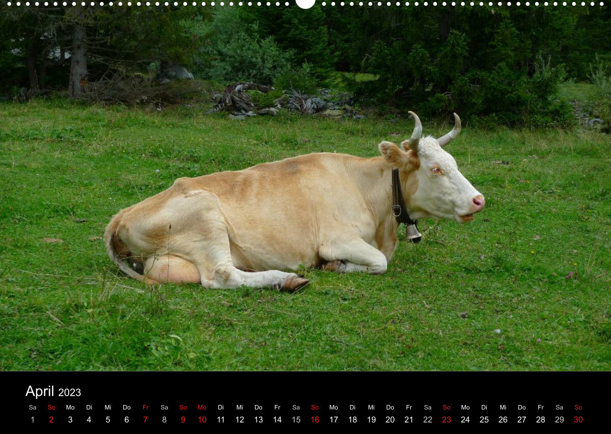 Die Welt der Kühe (Wandkalender 2023 DIN A2 quer)