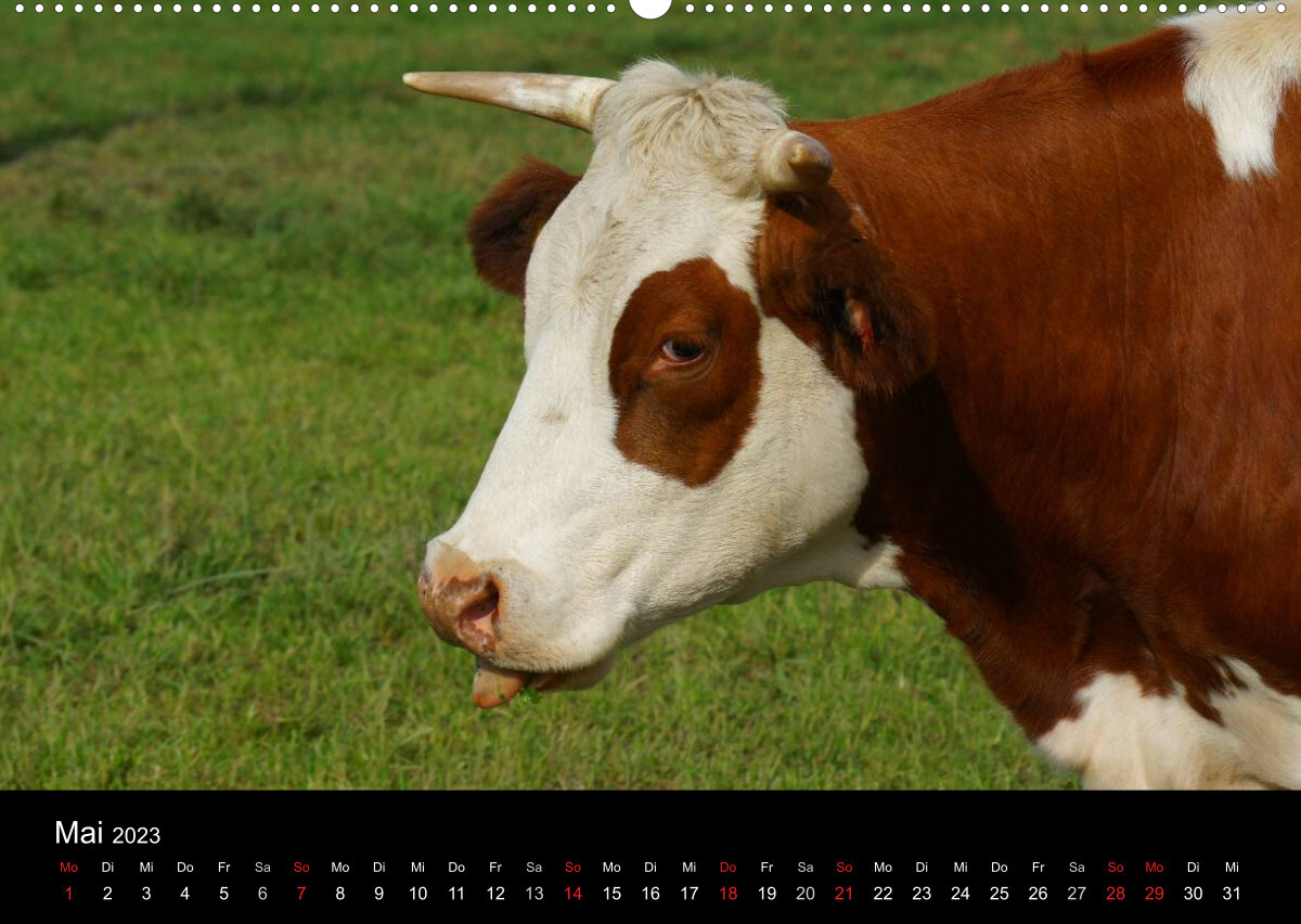 Die Welt der Kühe (Wandkalender 2023 DIN A2 quer)