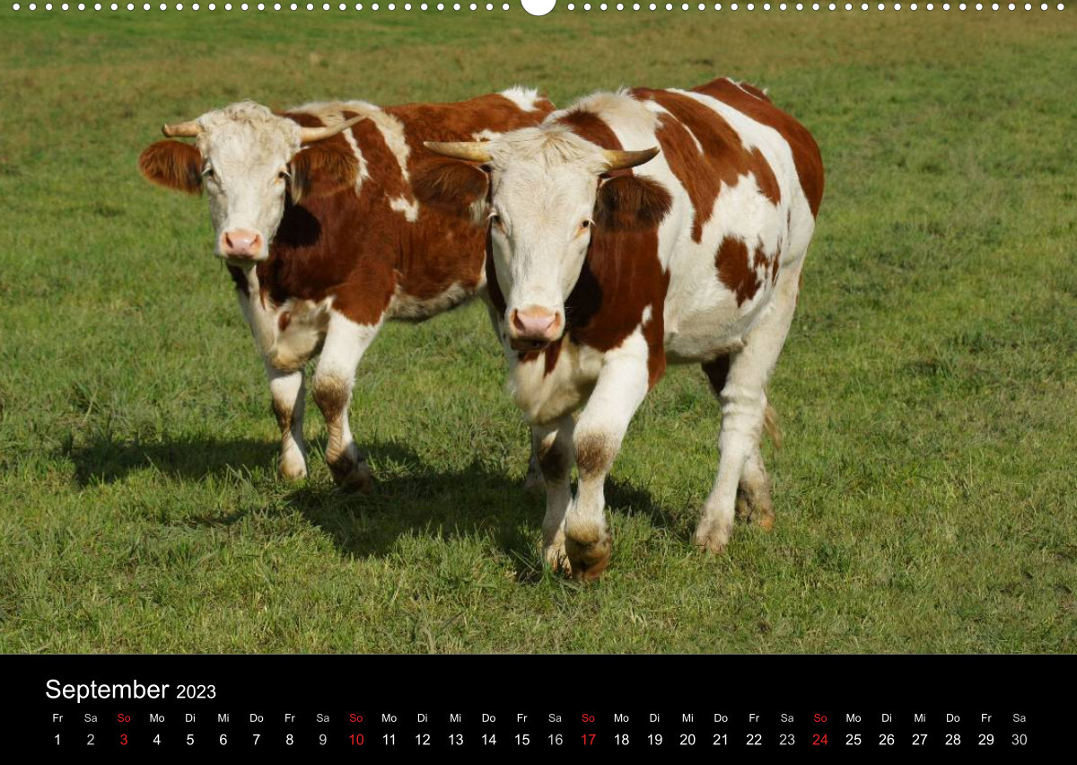 Die Welt der Kühe (Wandkalender 2023 DIN A2 quer)