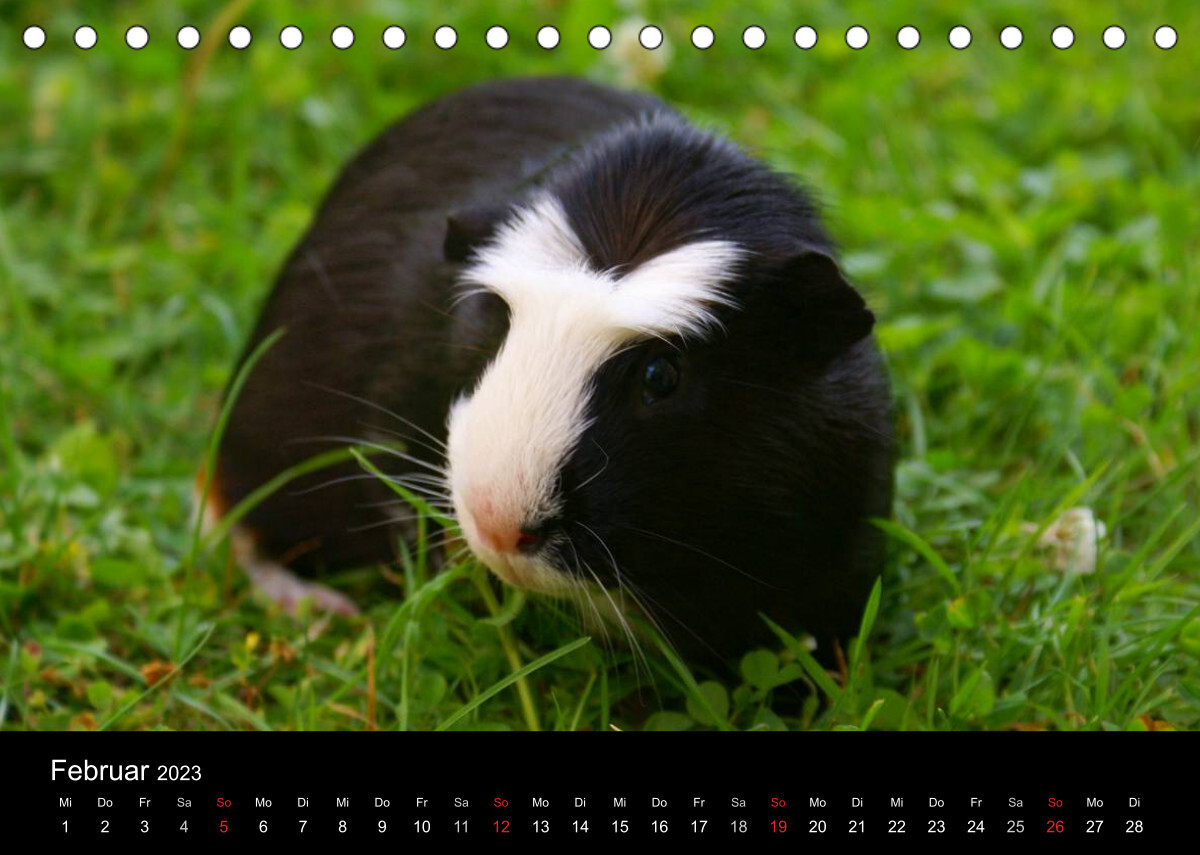 Meerschweinchen und Zwergkaninchen (Tischkalender 2023 DIN A5 quer)