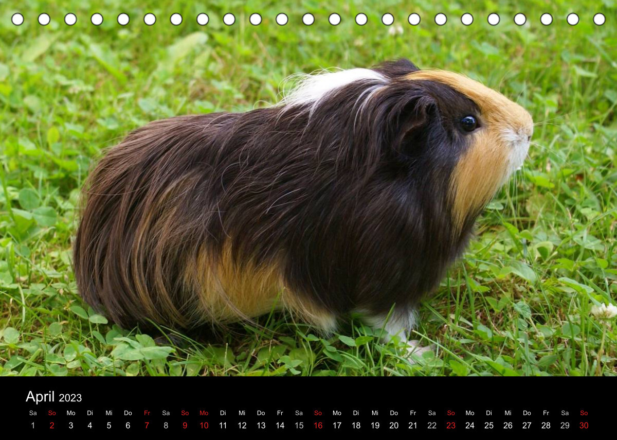 Meerschweinchen und Zwergkaninchen (Tischkalender 2023 DIN A5 quer)