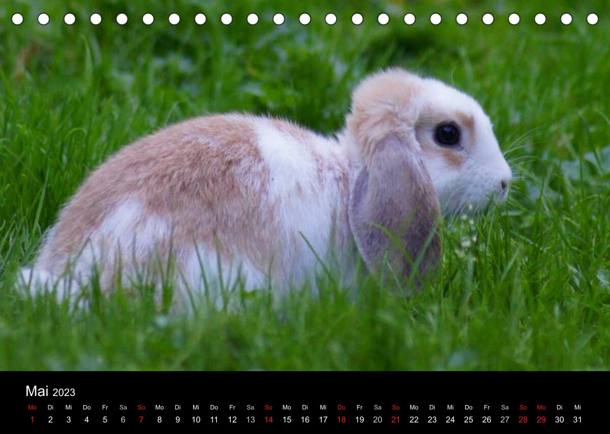 Meerschweinchen und Zwergkaninchen (Tischkalender 2023 DIN A5 quer)