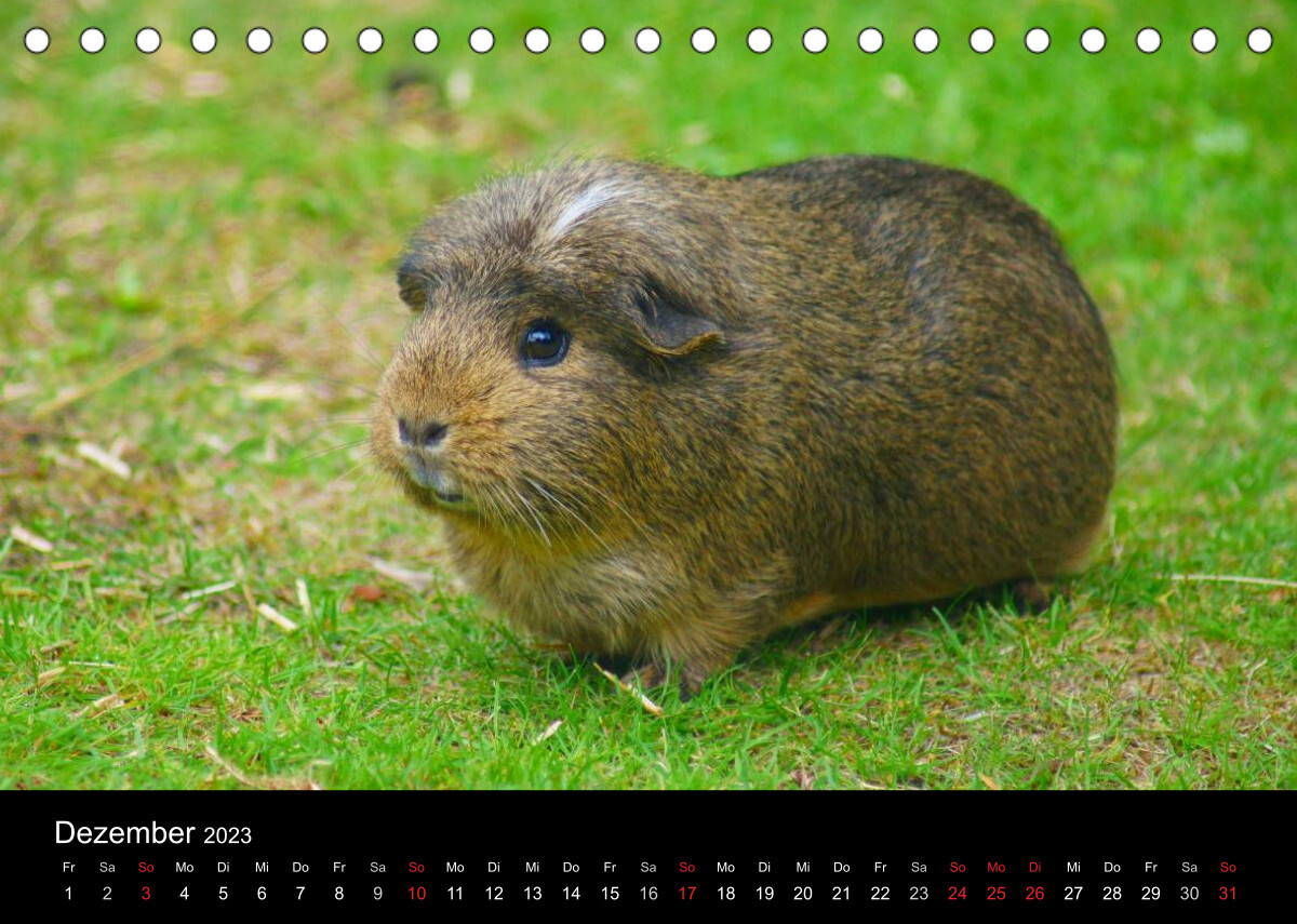 Meerschweinchen und Zwergkaninchen (Tischkalender 2023 DIN A5 quer)
