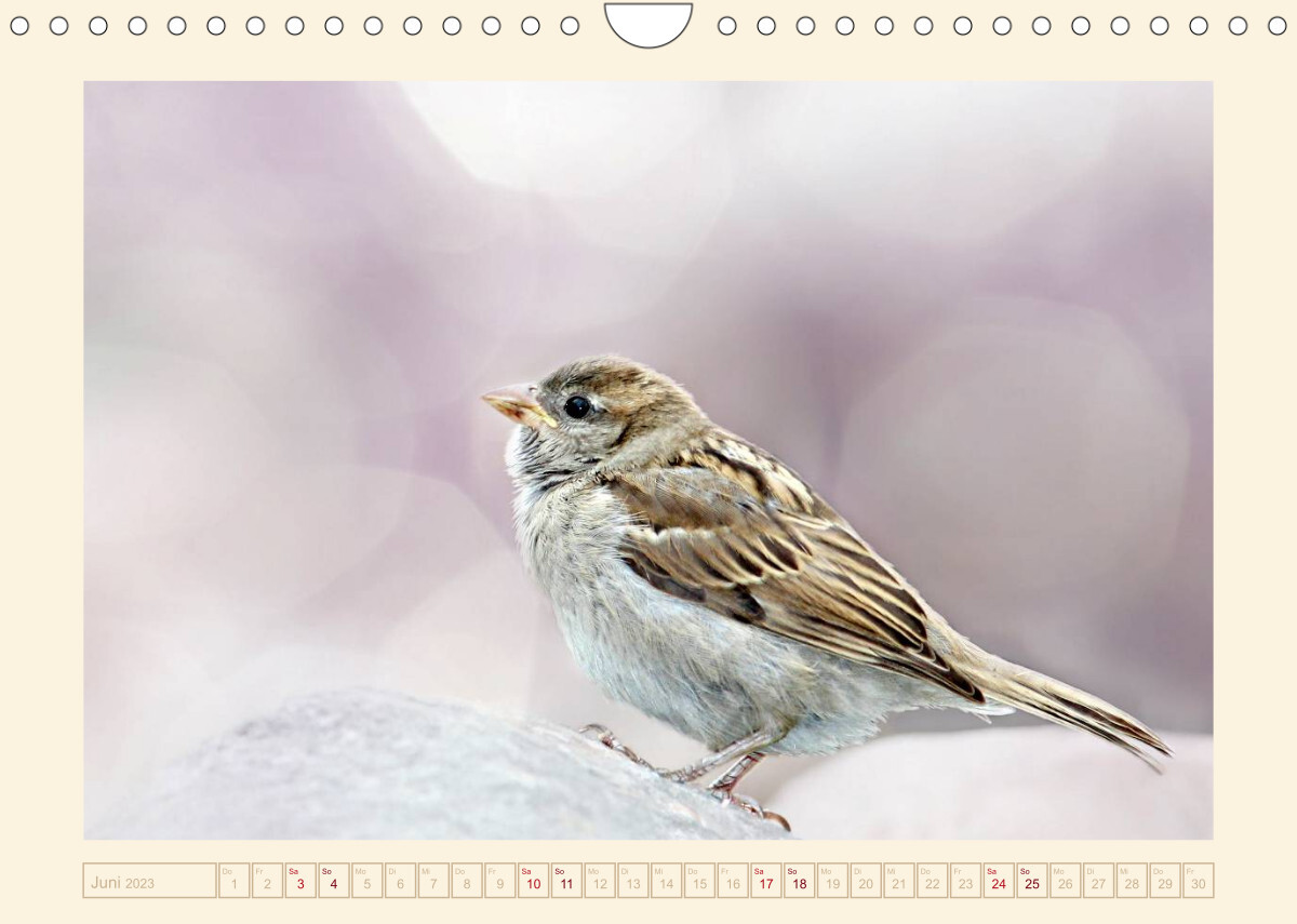 Freche Spatzen (Wandkalender 2023 DIN A4 quer)