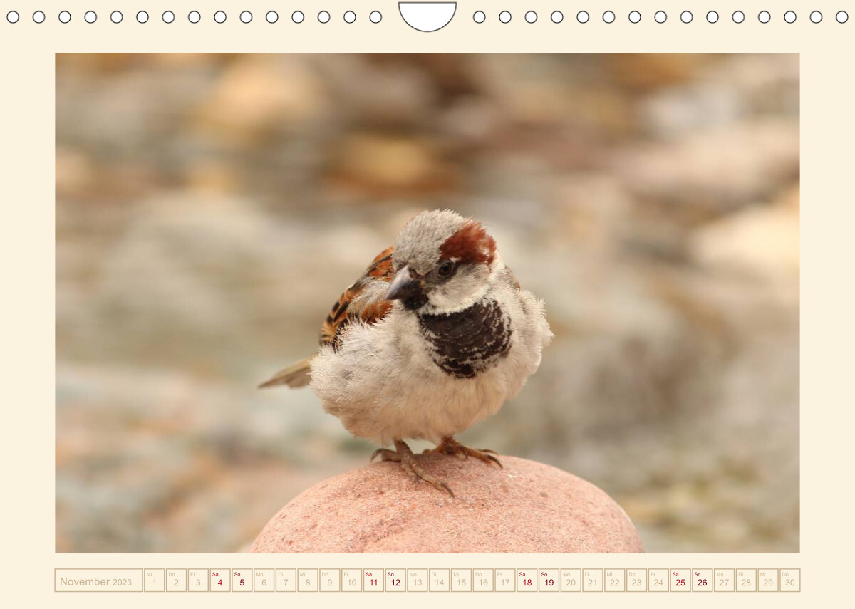 Freche Spatzen (Wandkalender 2023 DIN A4 quer)