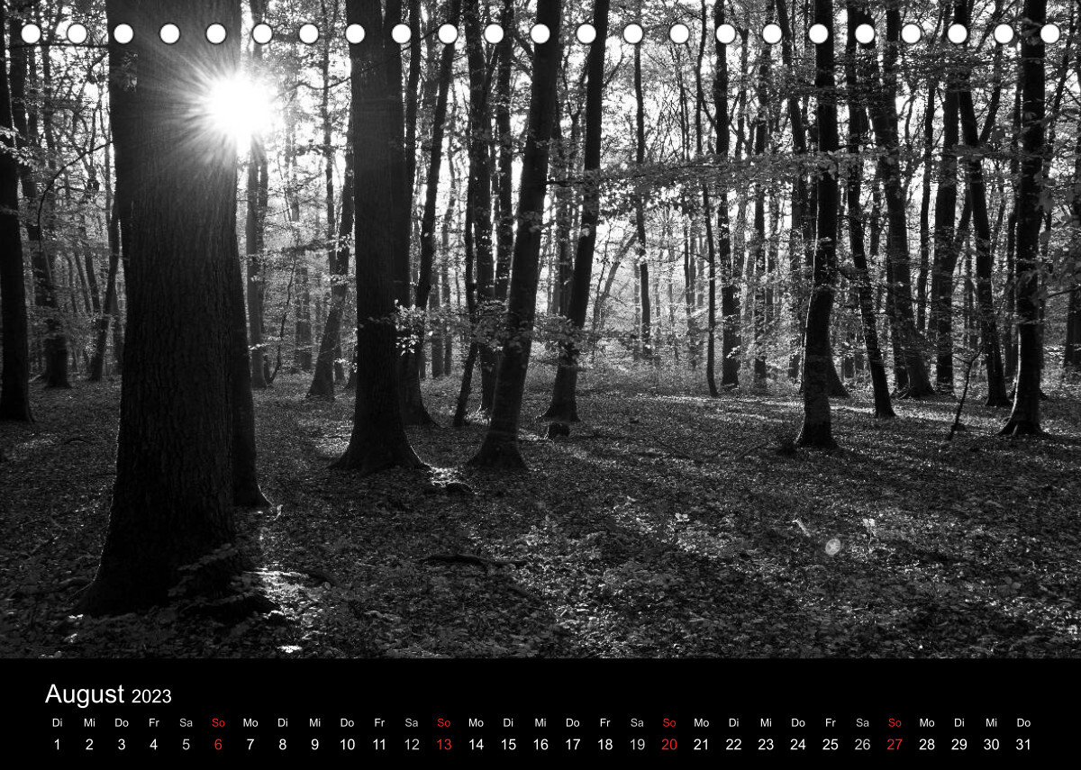 Wald und Bäume (Tischkalender 2023 DIN A5 quer)