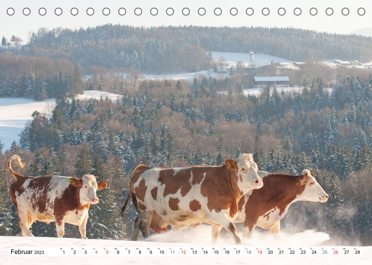 Alpenfleckvieh (Tischkalender 2023 DIN A5 quer)