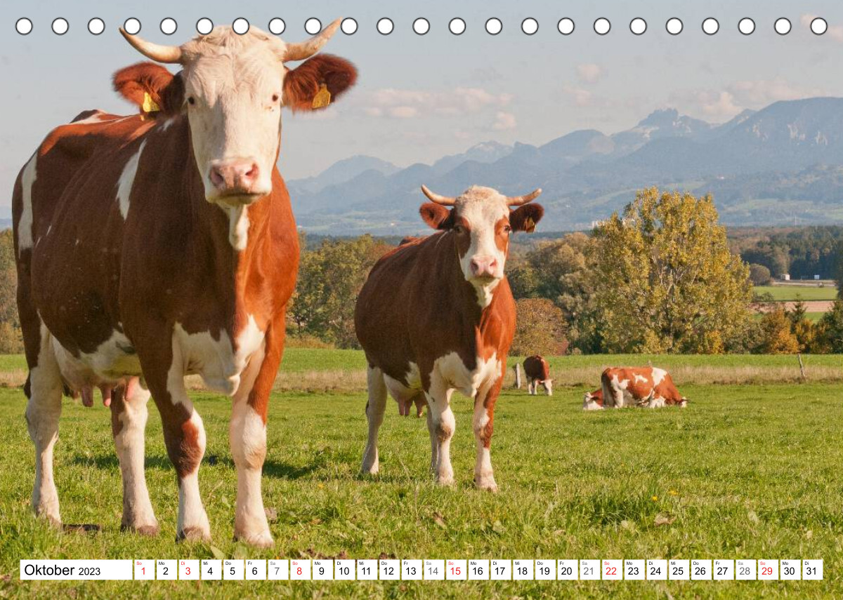 Alpenfleckvieh (Tischkalender 2023 DIN A5 quer)