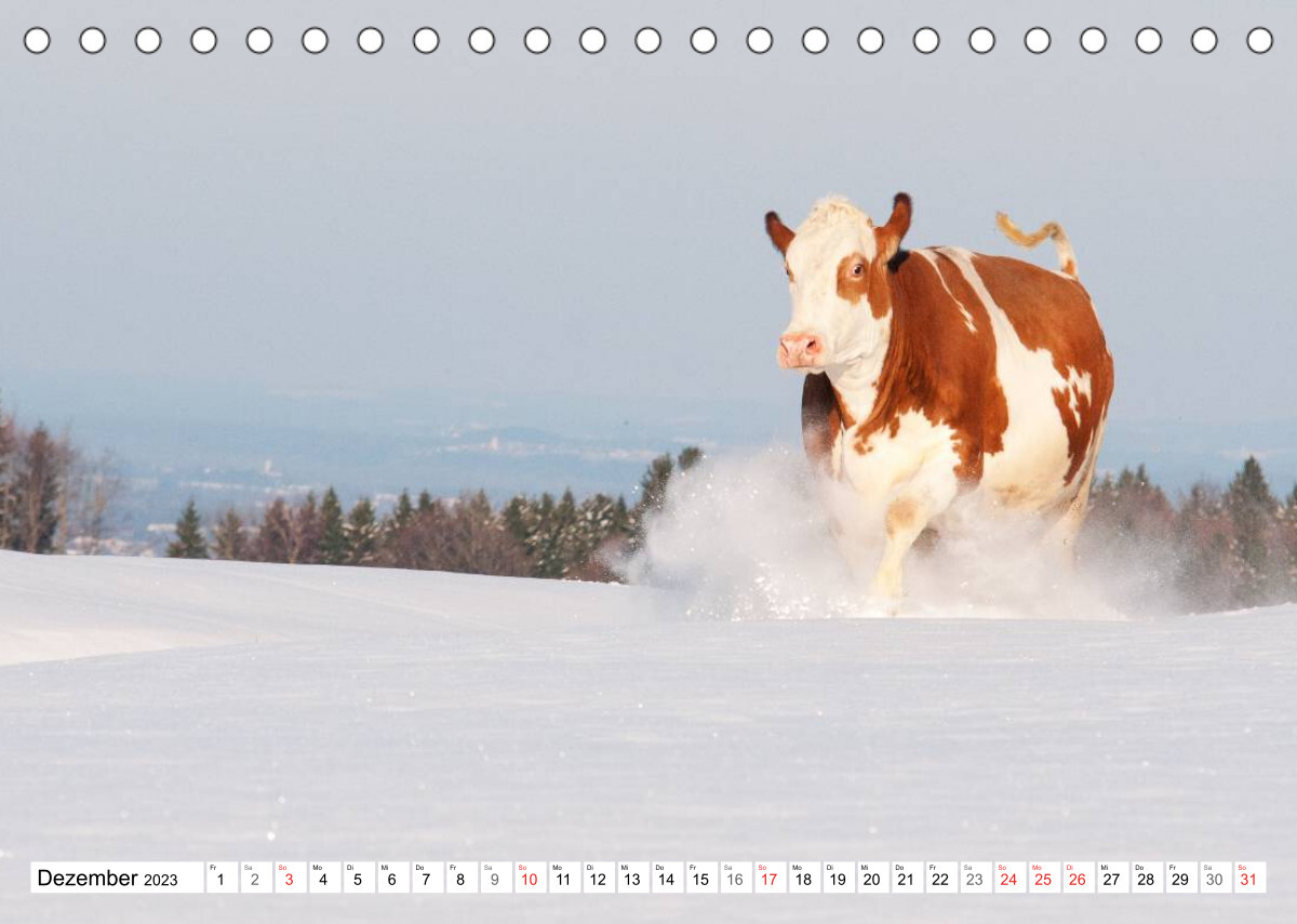 Alpenfleckvieh (Tischkalender 2023 DIN A5 quer)