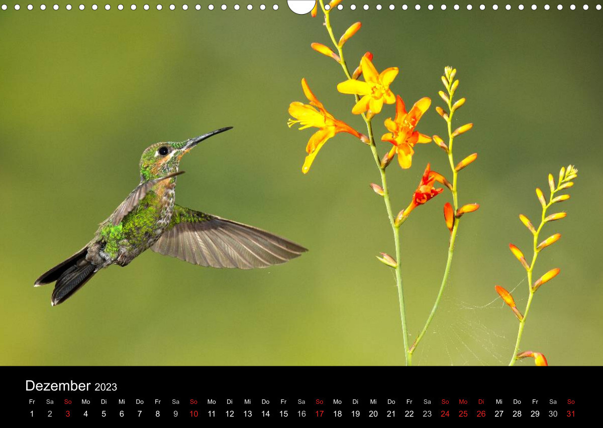 Der Kolibrikalender (Wandkalender 2023 DIN A3 quer)