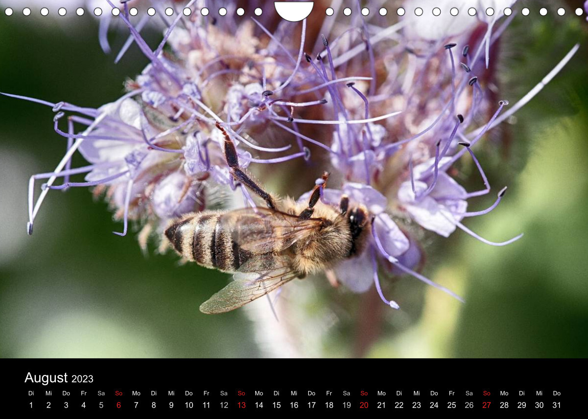 Arbeitsbienen (Wandkalender 2023 DIN A4 quer)