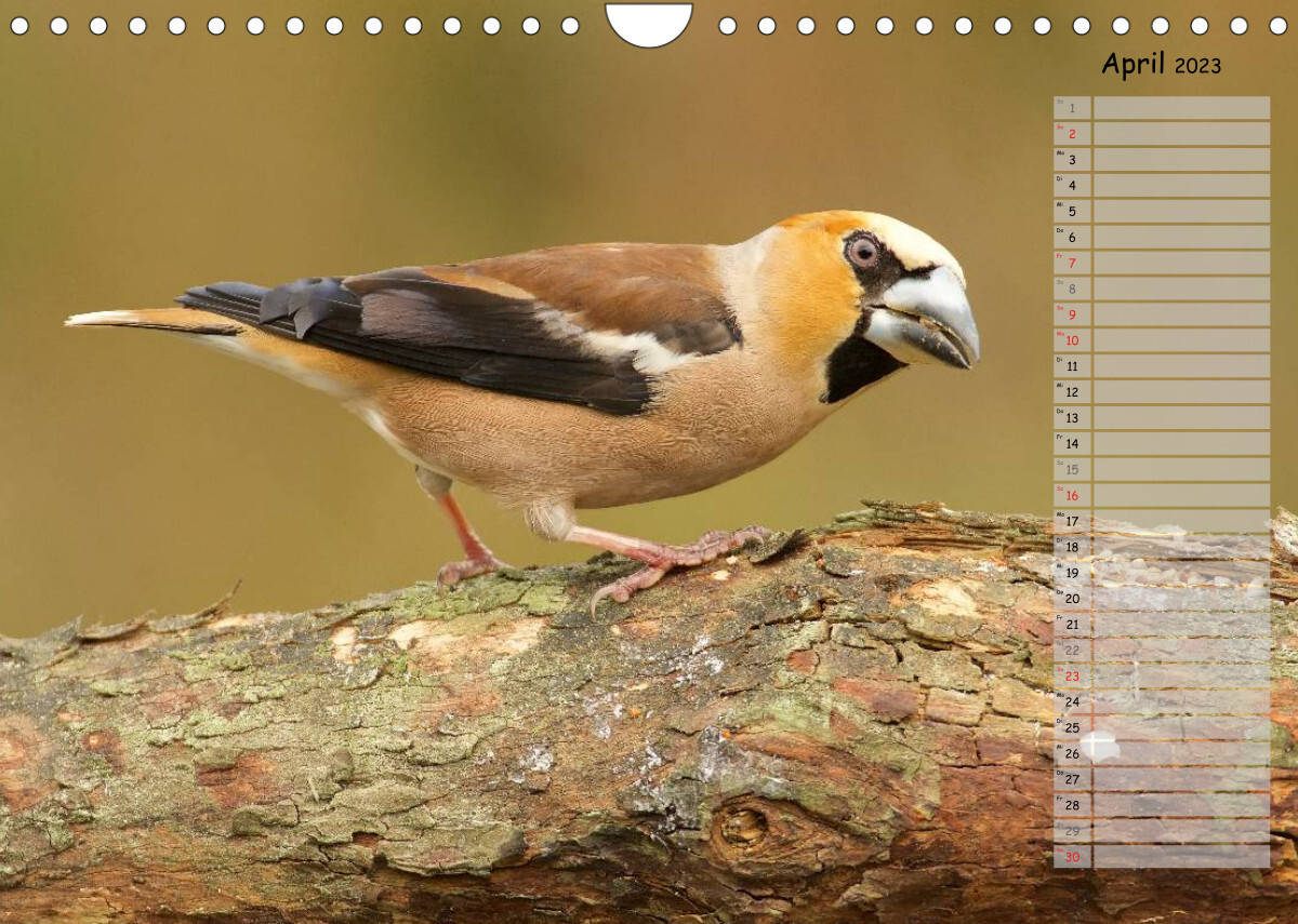 Waldgezwitscher - Vögel unserer Wälder (Wandkalender 2023 DIN A4 quer)