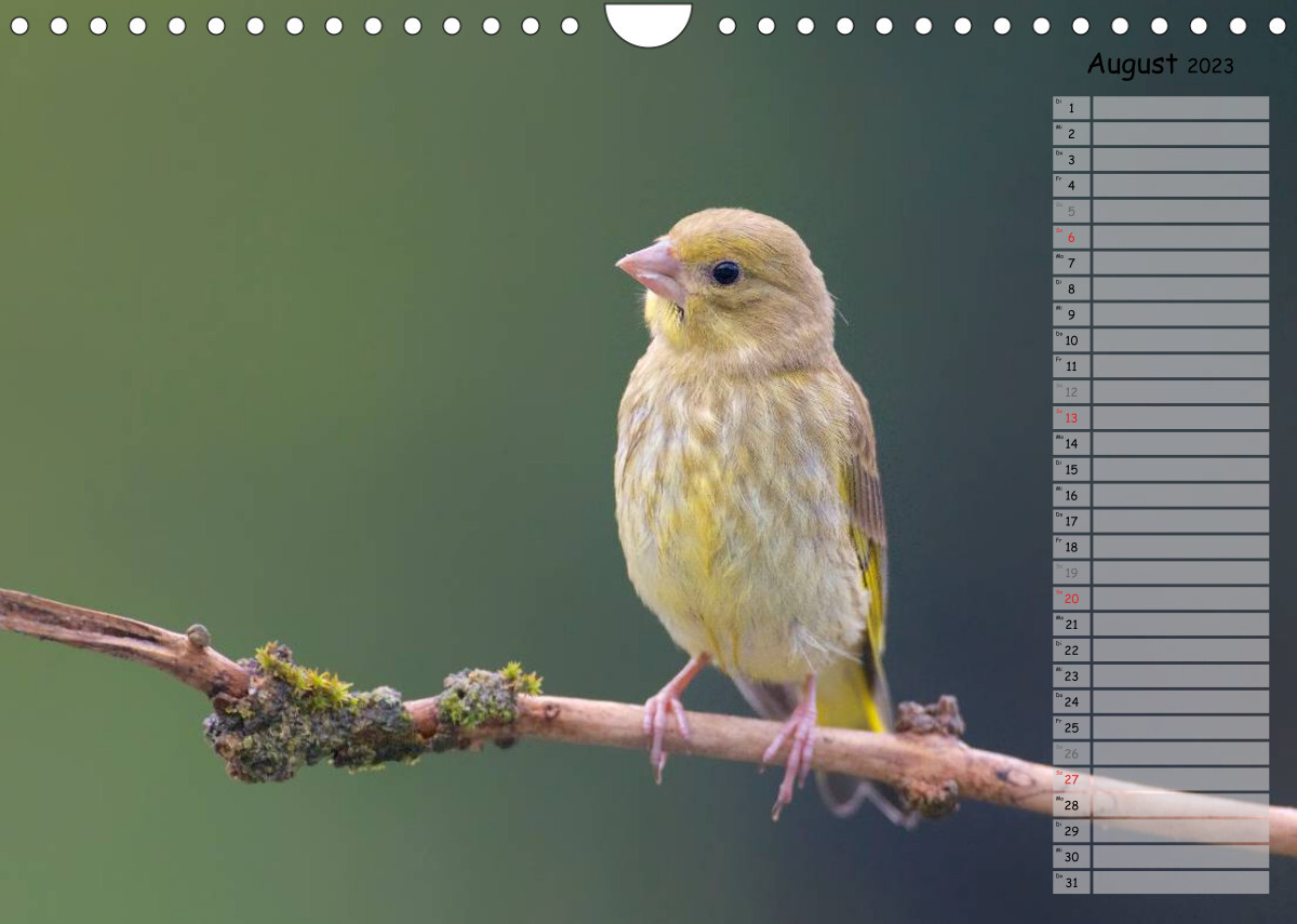 Waldgezwitscher - Vögel unserer Wälder (Wandkalender 2023 DIN A4 quer)