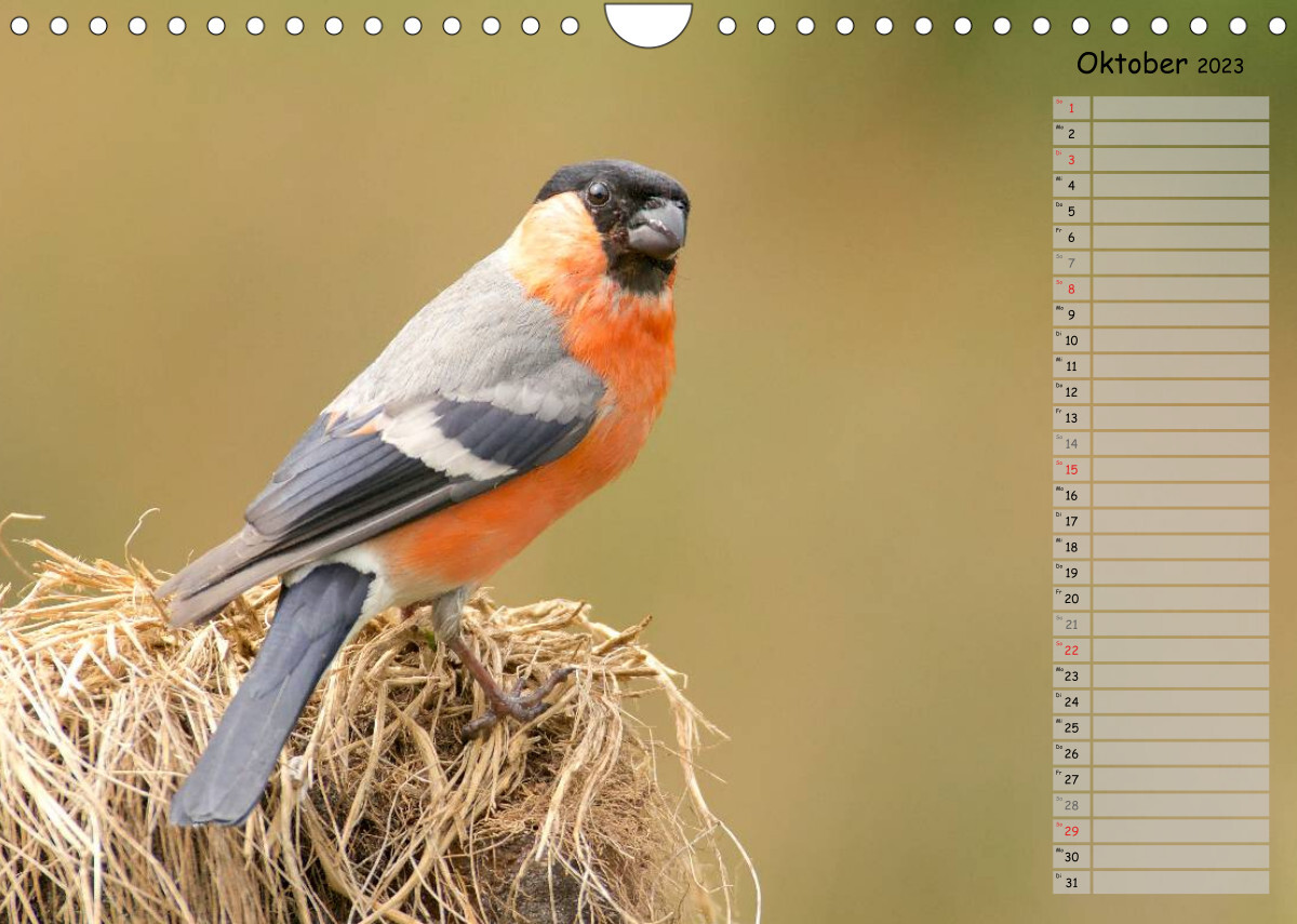 Waldgezwitscher - Vögel unserer Wälder (Wandkalender 2023 DIN A4 quer)