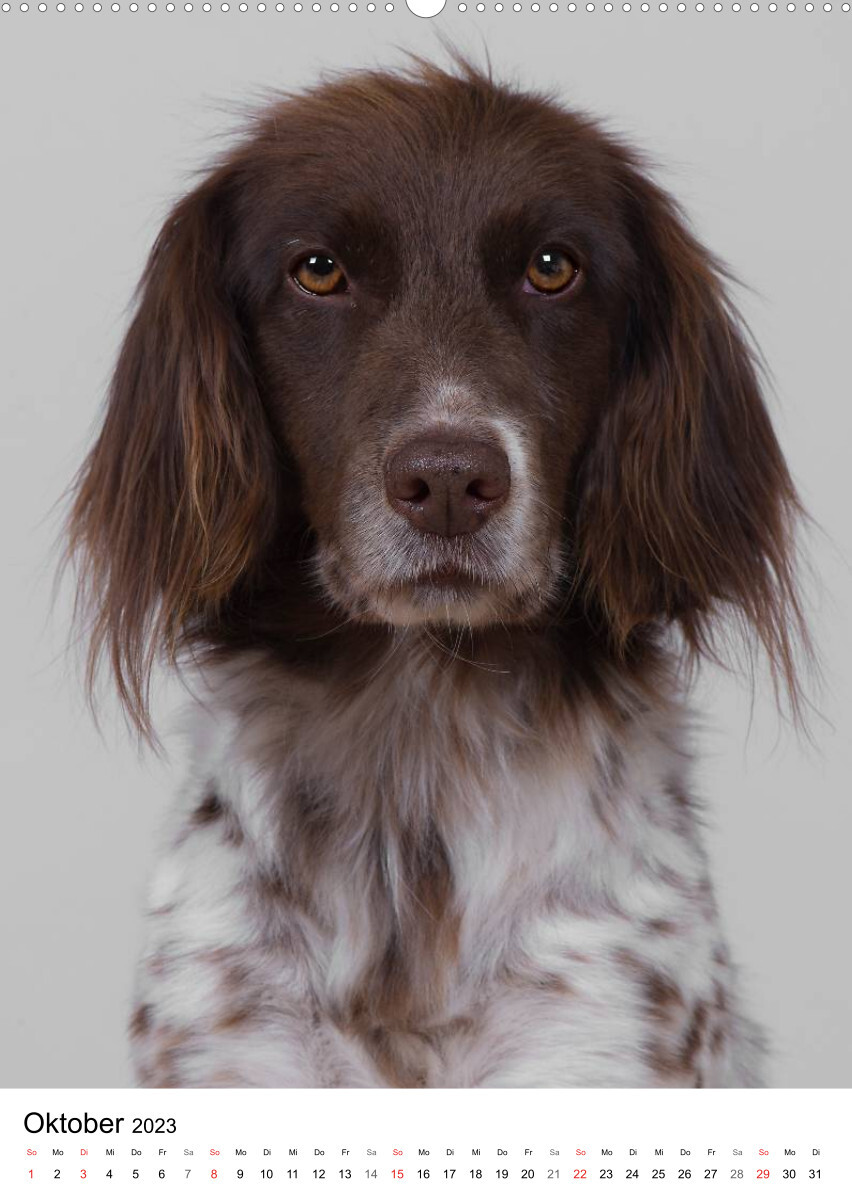 Hunde im Portrait (Premium, hochwertiger DIN A2 Wandkalender 2023, Kunstdruck in Hochglanz)