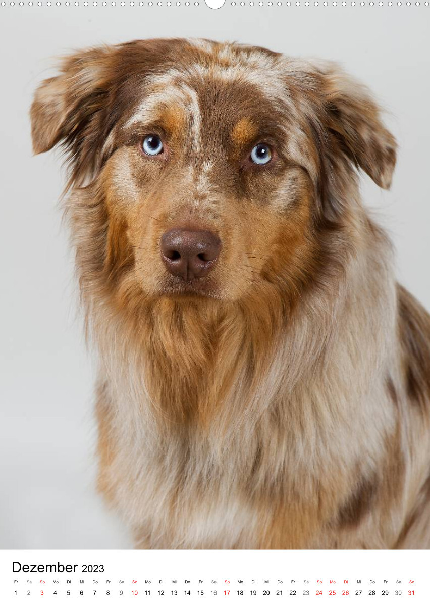 Hunde im Portrait (Premium, hochwertiger DIN A2 Wandkalender 2023, Kunstdruck in Hochglanz)