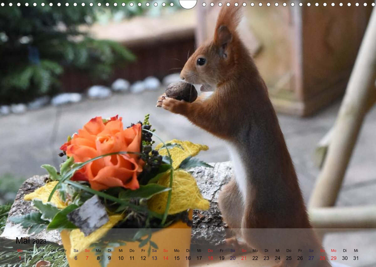 Spaß mit Eichhörnchen! (Wandkalender 2023 DIN A3 quer)