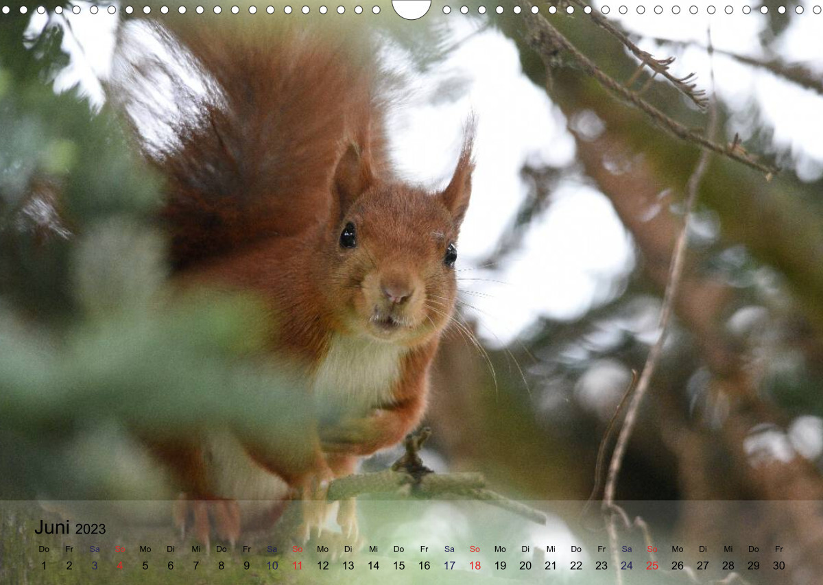 Spaß mit Eichhörnchen! (Wandkalender 2023 DIN A3 quer)