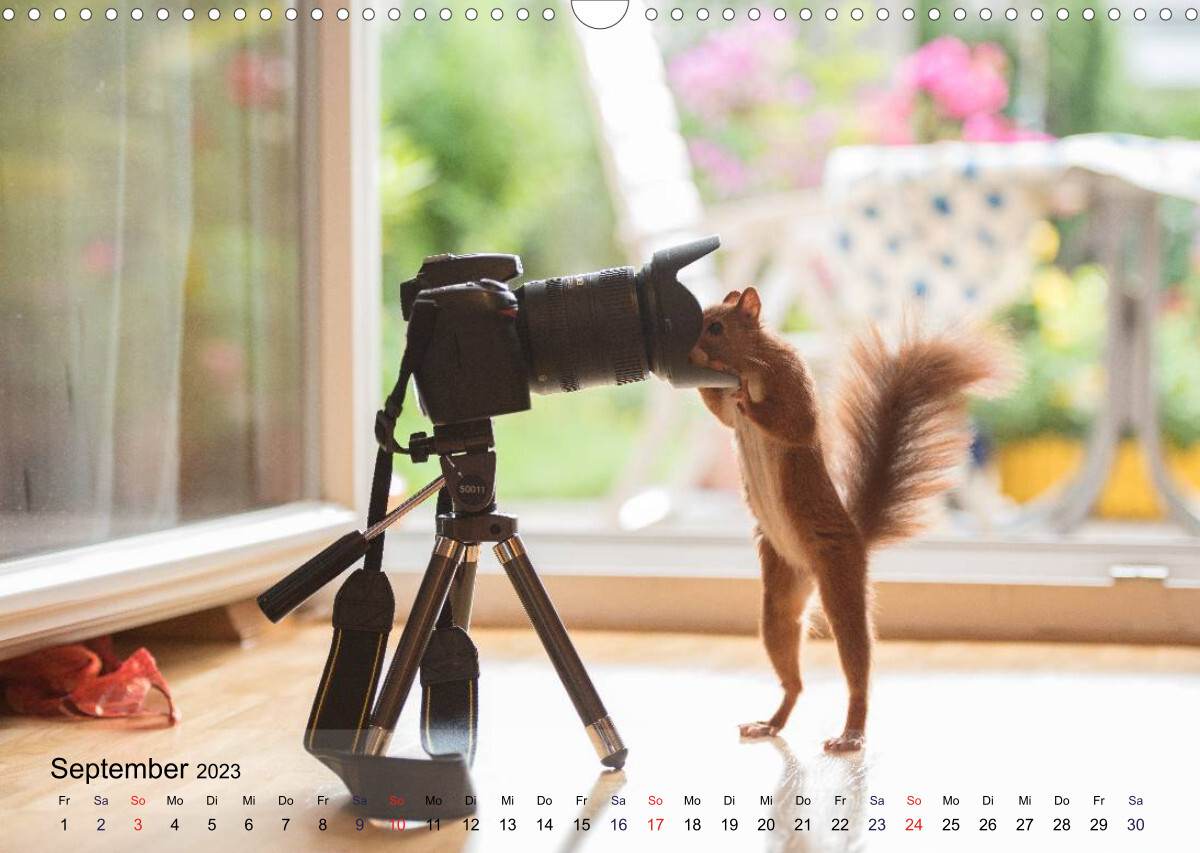 Spaß mit Eichhörnchen! (Wandkalender 2023 DIN A3 quer)