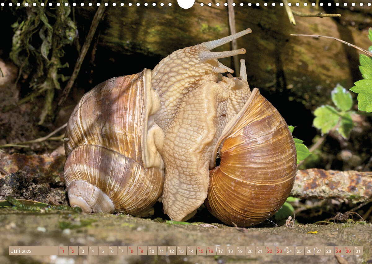 GEOclick Lernkalender: Steckbriefe einheimischer Wildtiere (Wandkalender 2023 DIN A3 quer)