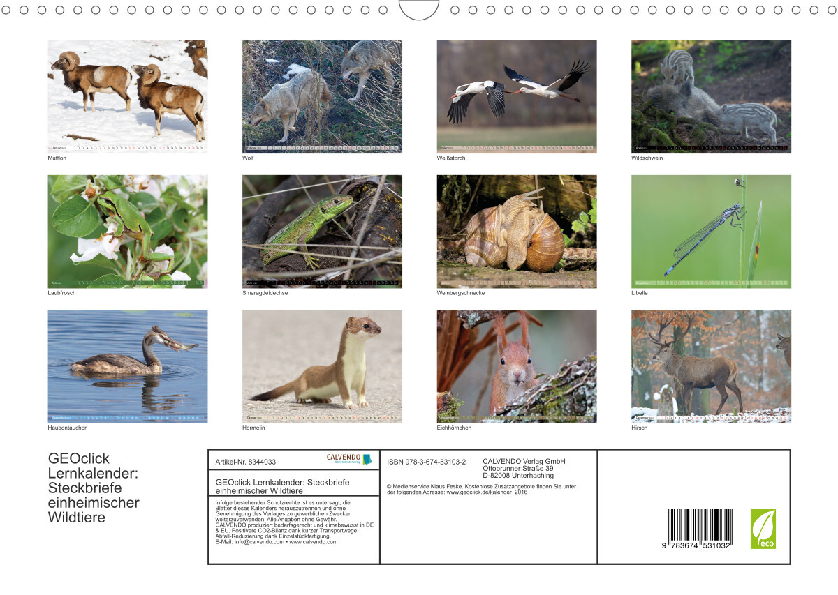 GEOclick Lernkalender: Steckbriefe einheimischer Wildtiere (Wandkalender 2023 DIN A3 quer)