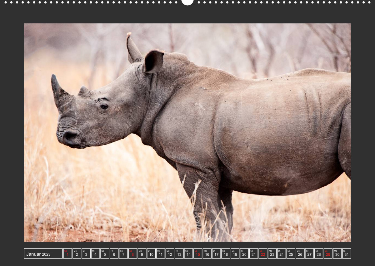 Das Weiße Nashorn (Wandkalender 2023 DIN A2 quer)