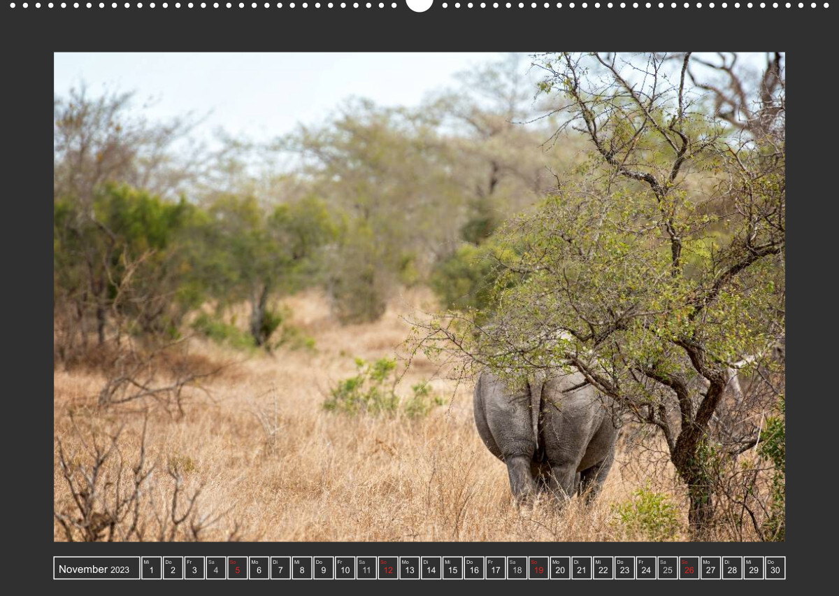 Das Weiße Nashorn (Wandkalender 2023 DIN A2 quer)