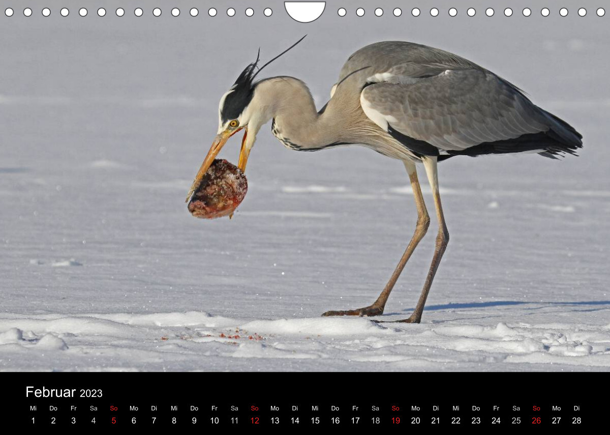Aus dem Leben der Graureiher (Wandkalender 2023 DIN A4 quer)