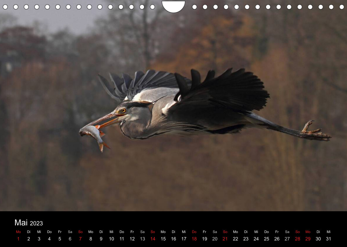 Aus dem Leben der Graureiher (Wandkalender 2023 DIN A4 quer)