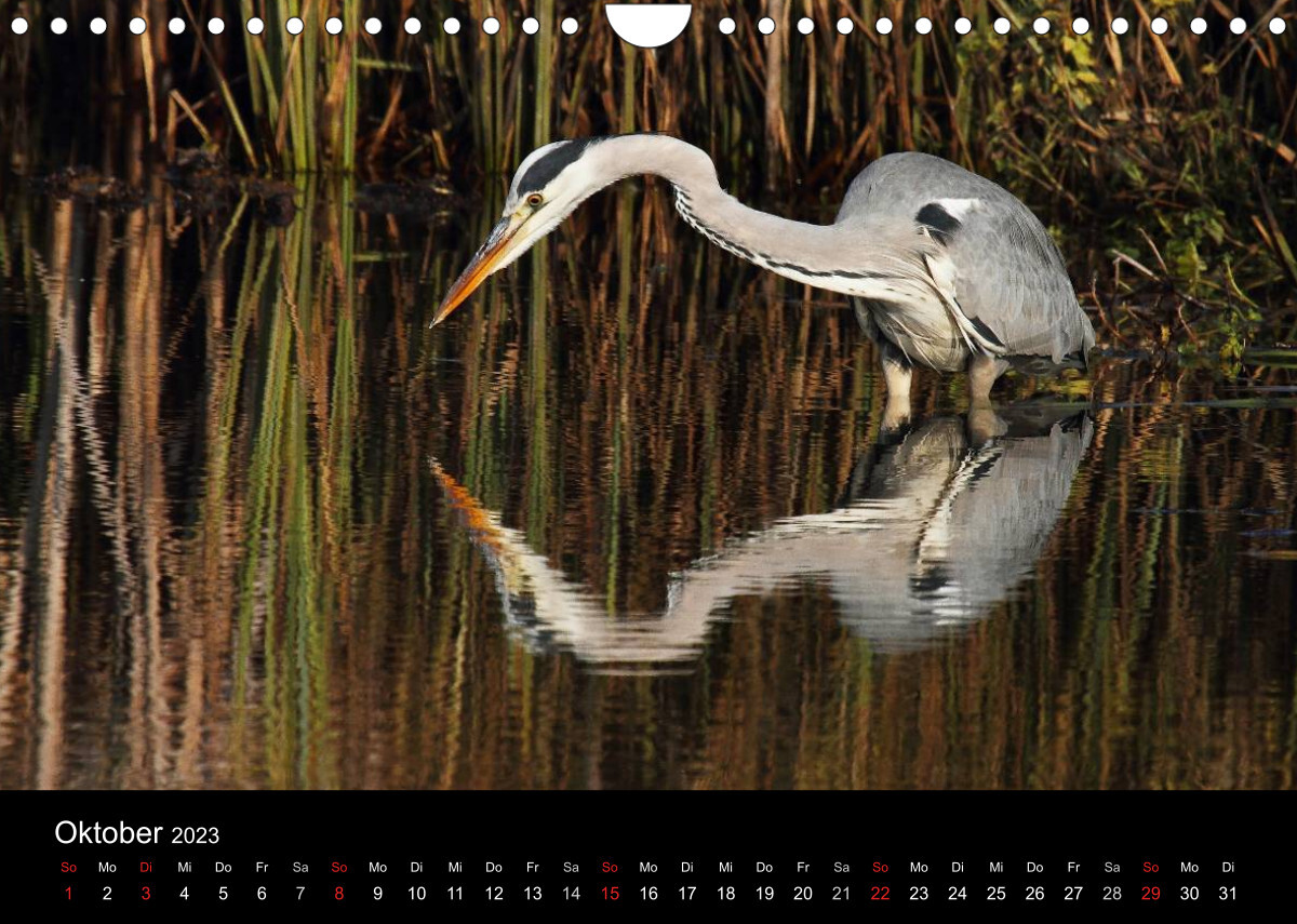 Aus dem Leben der Graureiher (Wandkalender 2023 DIN A4 quer)