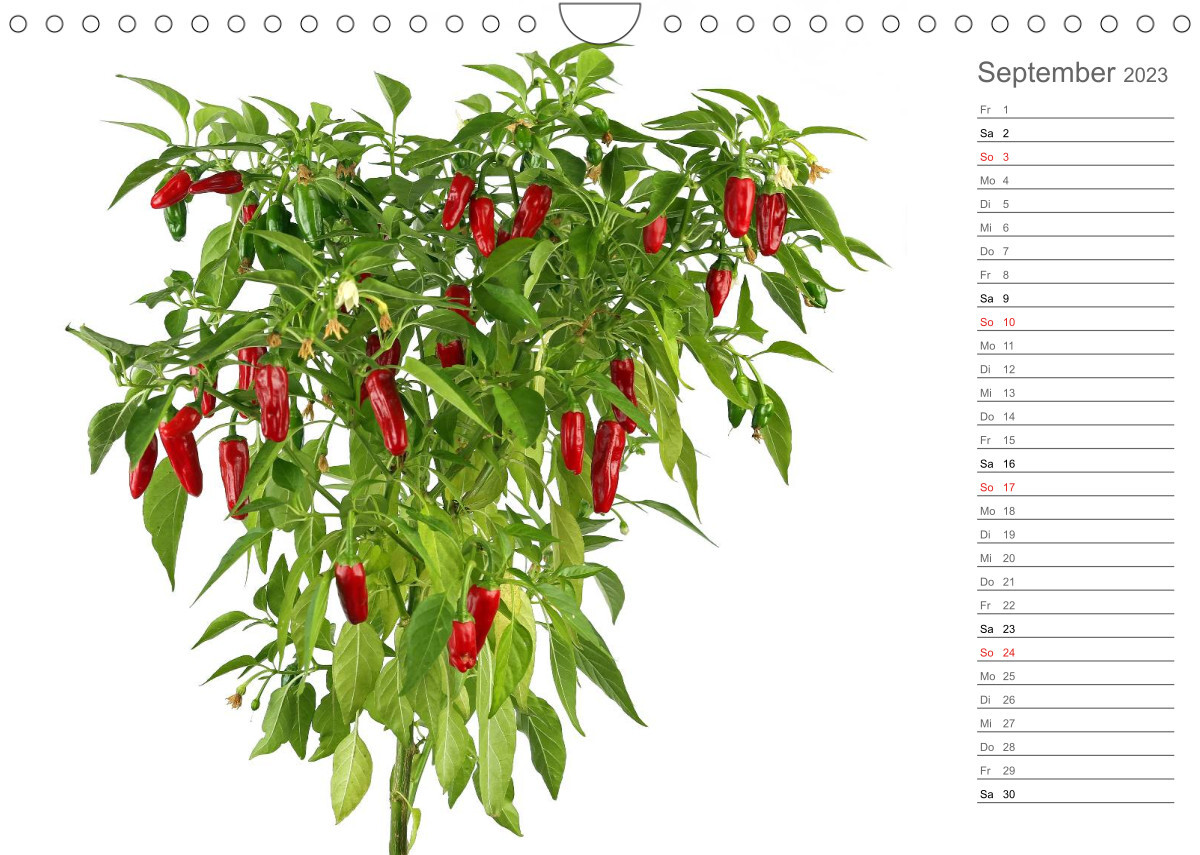 Echt scharf - Der Chili-Küchen-Planer (Wandkalender 2023 DIN A4 quer)