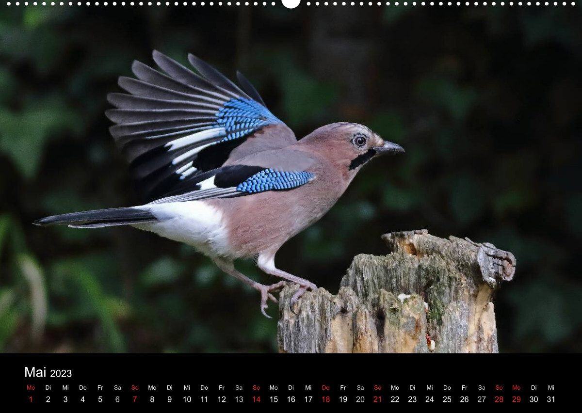 Eichelhäher der Waldpolizist (Premium, hochwertiger DIN A2 Wandkalender 2023, Kunstdruck in Hochglanz)