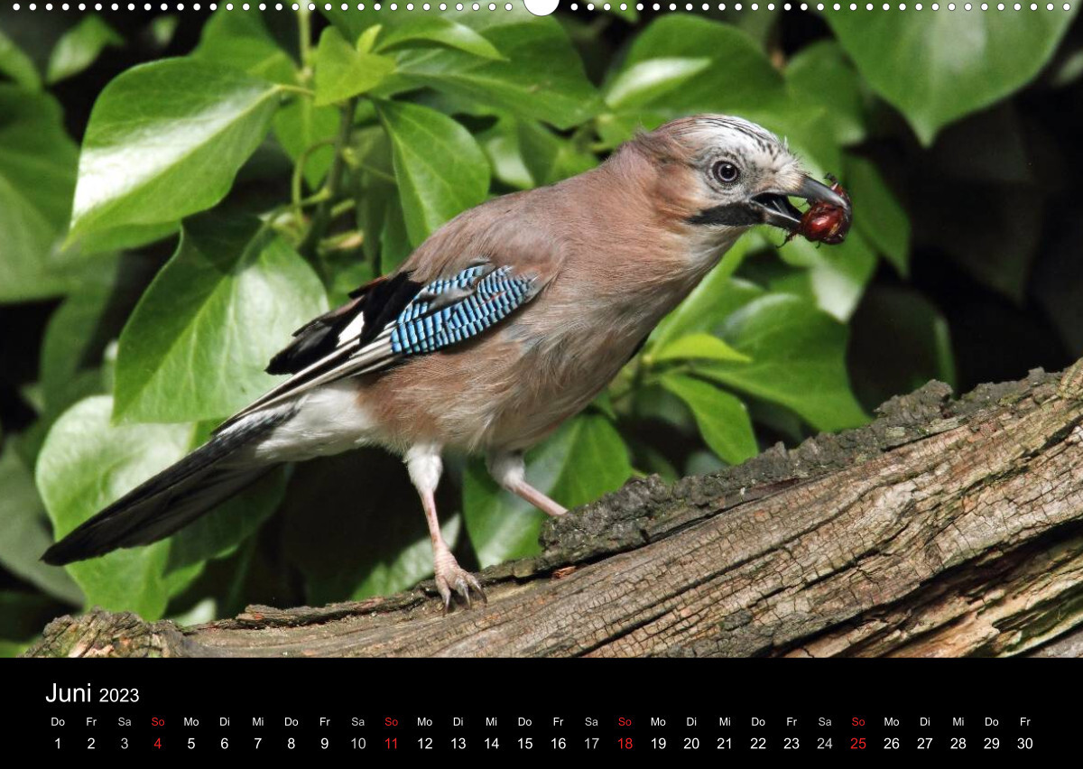 Eichelhäher der Waldpolizist (Premium, hochwertiger DIN A2 Wandkalender 2023, Kunstdruck in Hochglanz)