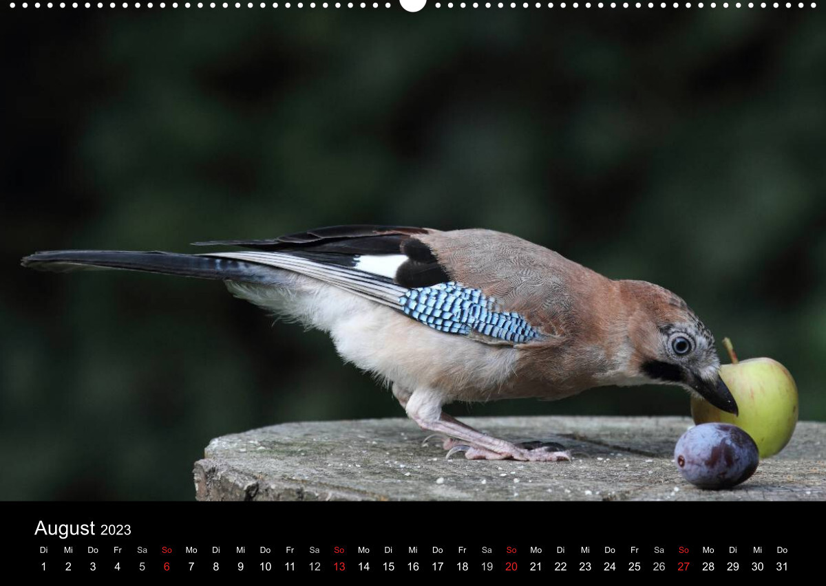 Eichelhäher der Waldpolizist (Premium, hochwertiger DIN A2 Wandkalender 2023, Kunstdruck in Hochglanz)