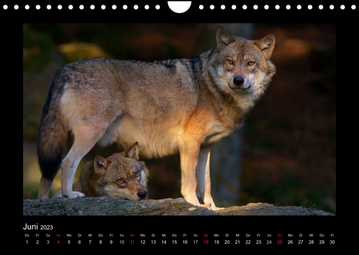 Wolf, Luchs und Co. - Tierbilder aus dem Bayerischen Wald (Wandkalender 2023 DIN A4 quer)