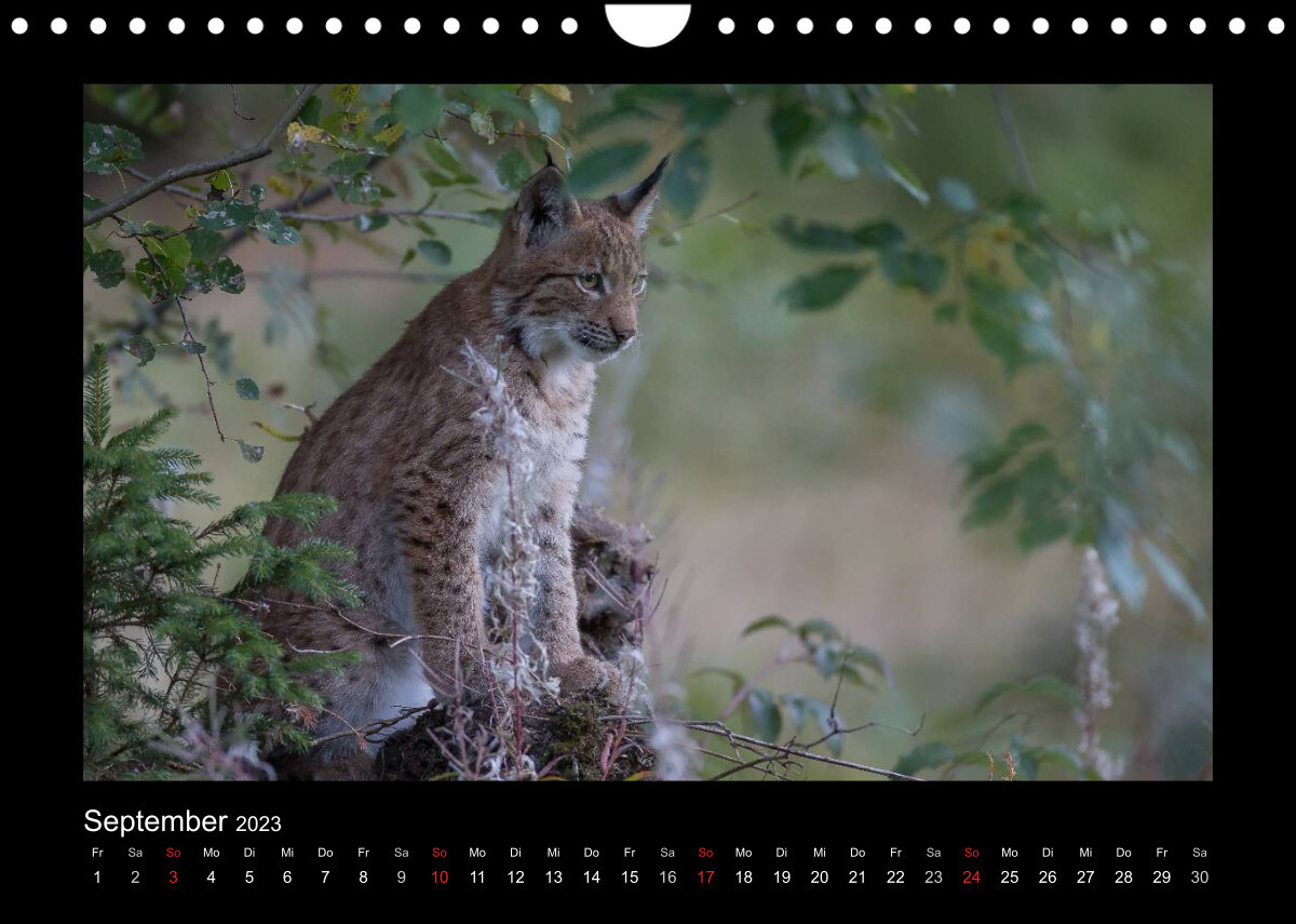 Wolf, Luchs und Co. - Tierbilder aus dem Bayerischen Wald (Wandkalender 2023 DIN A4 quer)